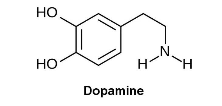 Pourquoi la dopamine est-elle nécessaire à votre succès ?