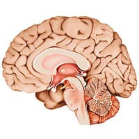 Le cerveau et ses automatismes et comment cela peut vous aider