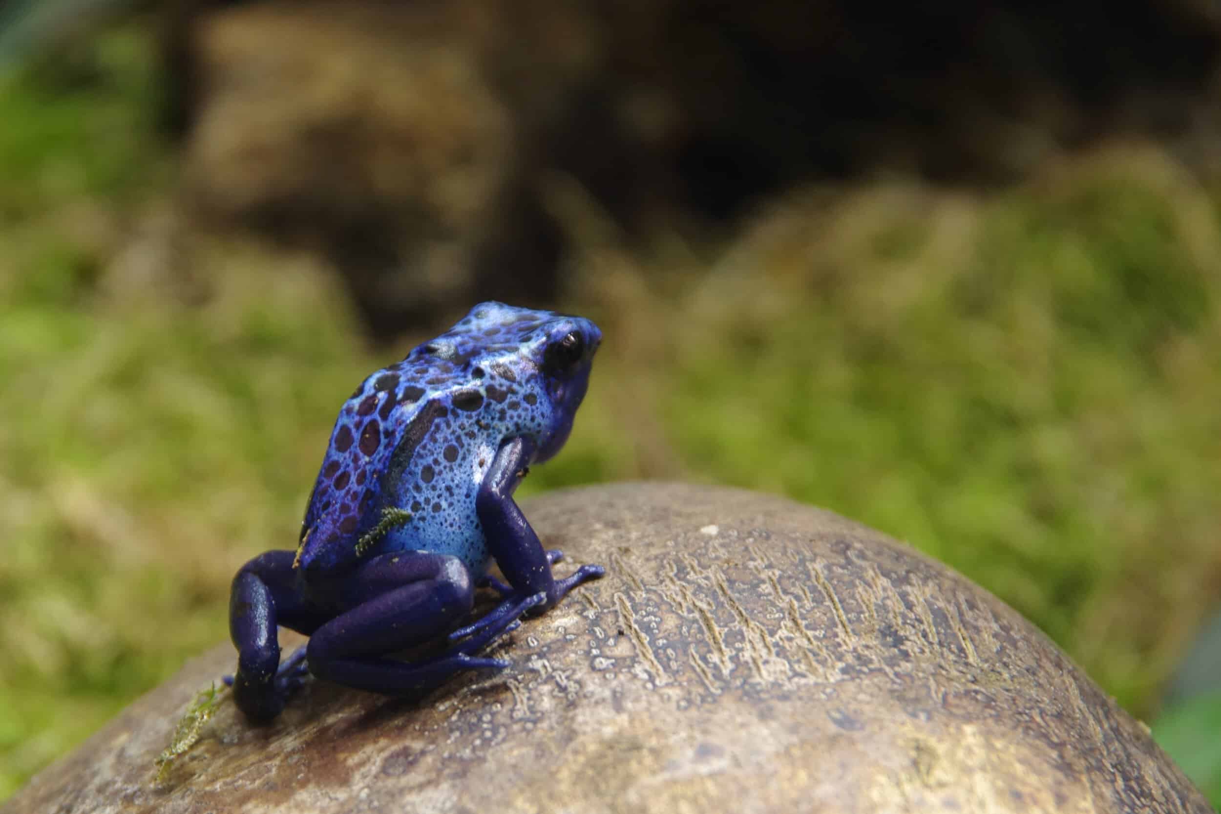 Pourquoi vous aussi, vous devez manger des grenouilles - Partie 3