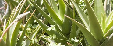 Les bienfaits de l’Aloe vera pour la santé
