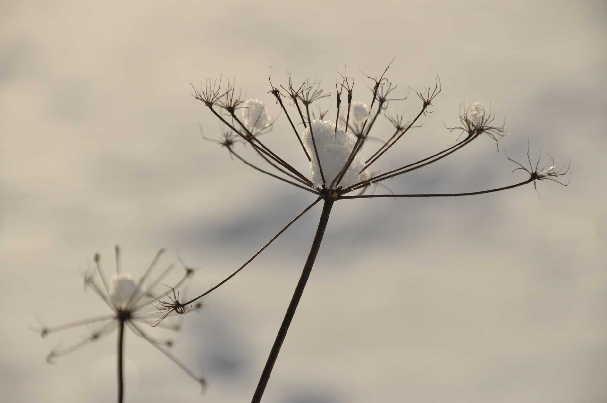 Etes-vous une brindille ?