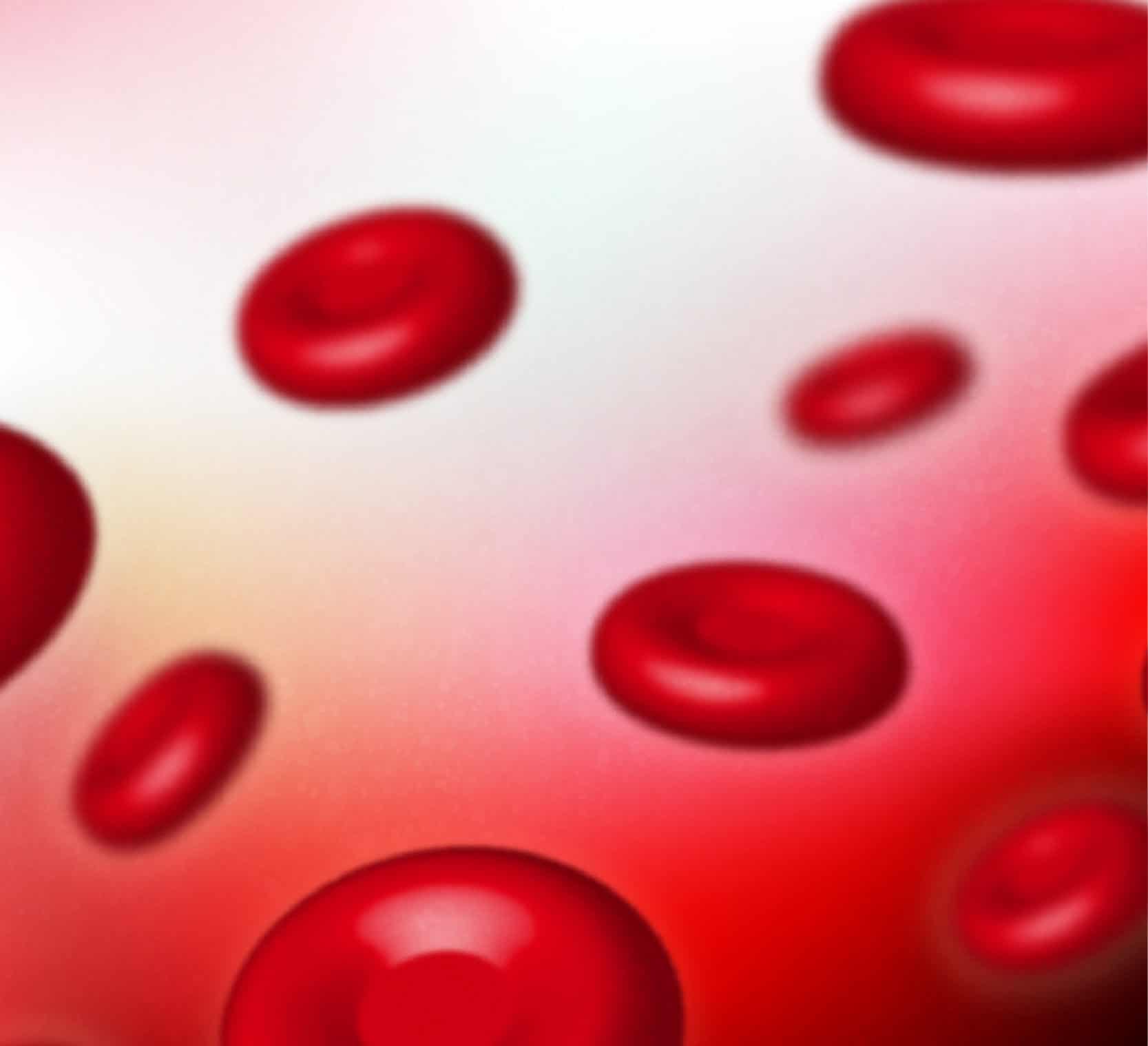 globules rouges dans la circulation du sang