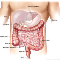 La forme des intestins ressemble étroitement à celle du cerveau
